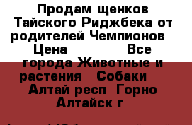 Продам щенков Тайского Риджбека от родителей Чемпионов › Цена ­ 30 000 - Все города Животные и растения » Собаки   . Алтай респ.,Горно-Алтайск г.